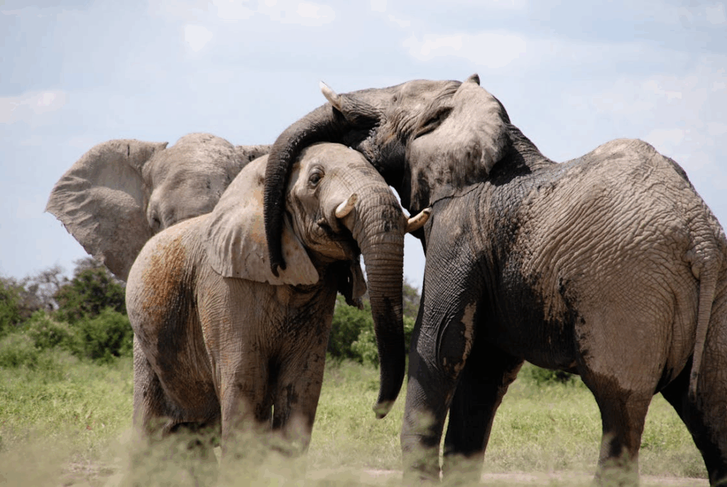 Two African elephants touch heads and entwine trunks, showing social bonding cues.
