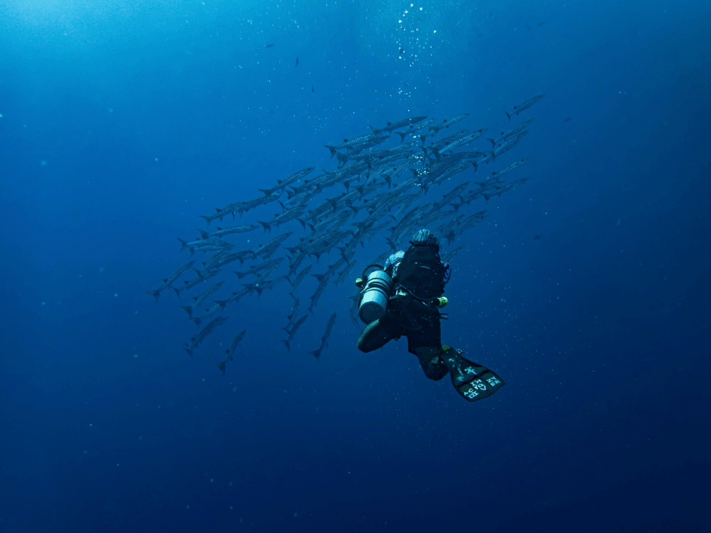 Scuba diver filming a large school of fish, illustrating deep ocean exploration and marine discovery.