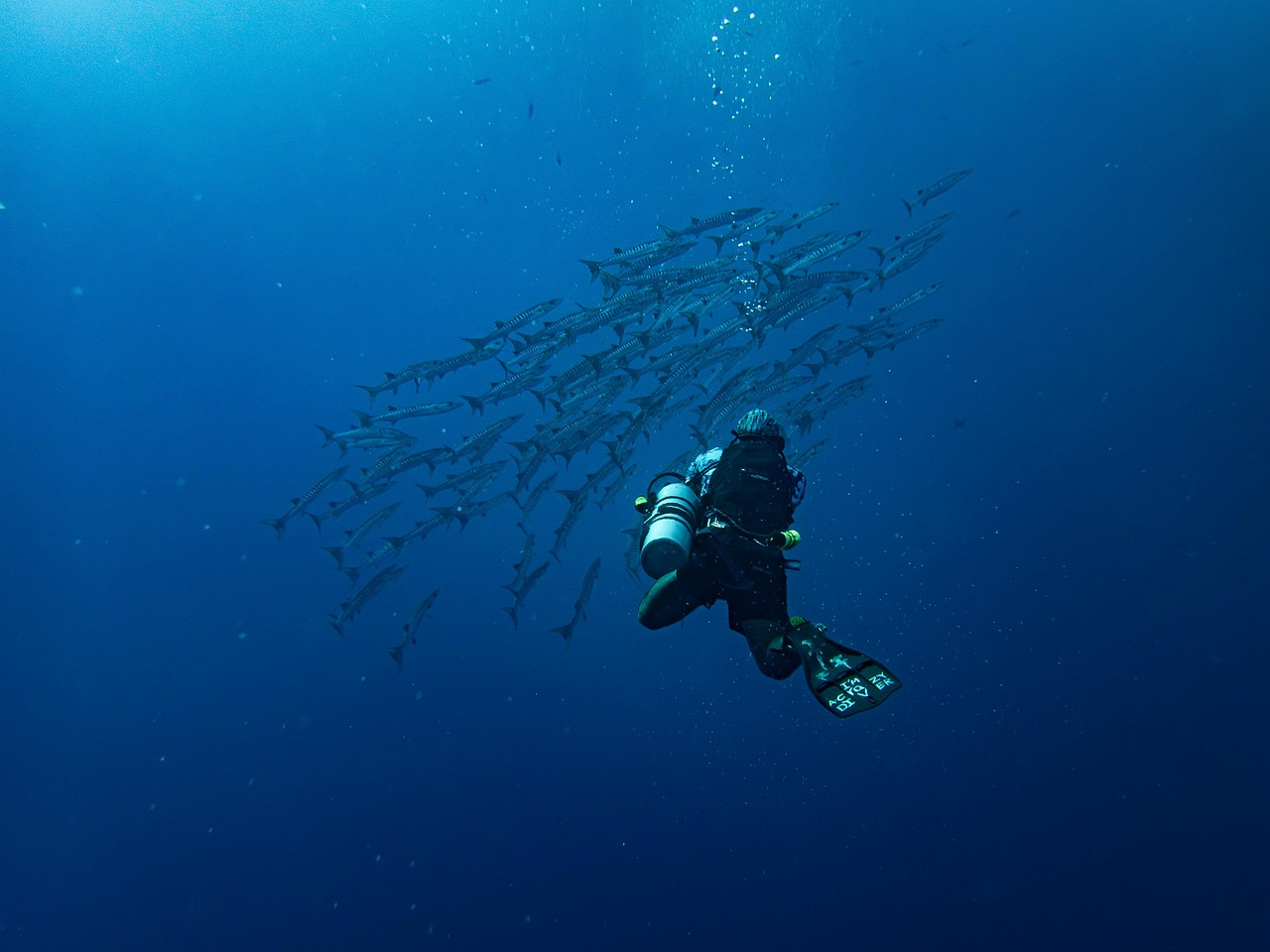 Scuba diver filming a large school of fish, illustrating deep ocean exploration and marine discovery.